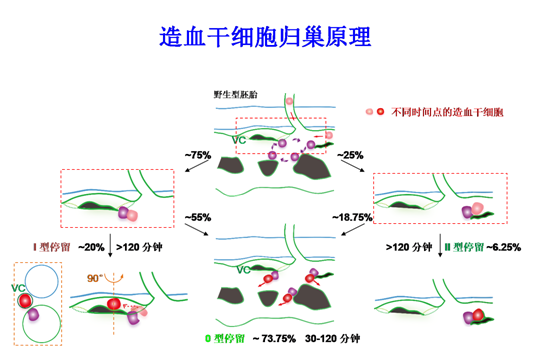 中國科學(xué)家首次揭秘新生造血干細(xì)胞在體歸巢全過程