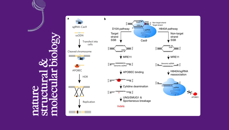 楊力研究組合作揭示APOBEC3介導(dǎo)的DNA修復(fù)在CRISPR/Cas9基因編輯過(guò)程中產(chǎn)生突變的新機(jī)制
