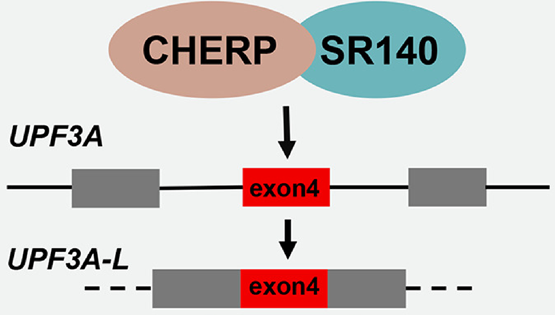 馮英研究組發(fā)現(xiàn)U2相關(guān)剪接蛋白CHERP和SR140在結(jié)直腸癌中的重要功能與機(jī)制