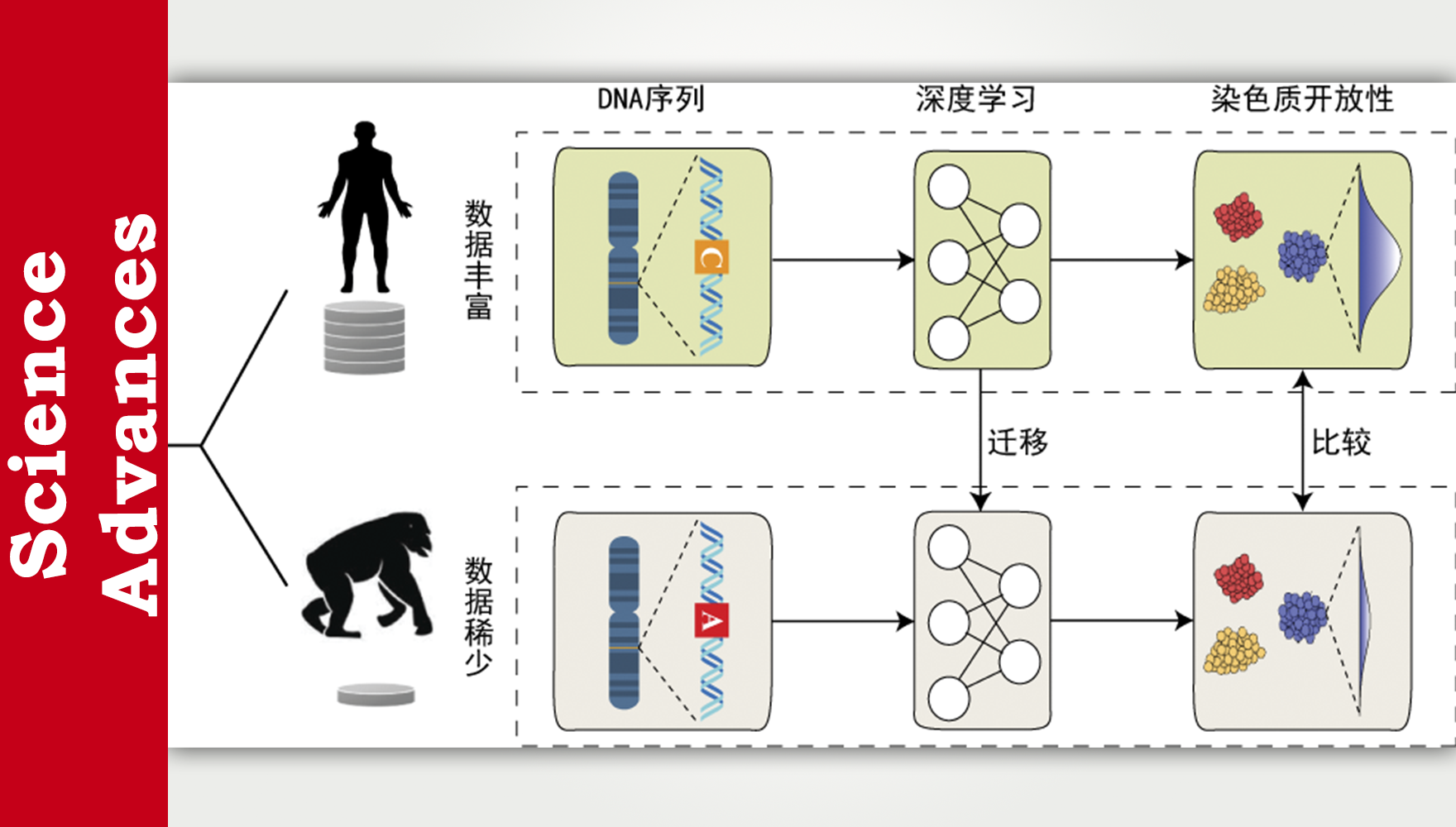 工程實驗室人工智能與數(shù)字健康部利用深度學習揭示人類特異染色質開放性增強區(qū)域